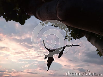 Jurassic. Majestic flight of a prehistoric animal flying over the Iberian Peninsula. Rural area at sunset. Stock Photo