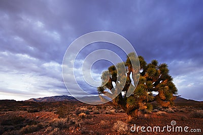 Jushua Tree and Desert Sunset near Whitney Pocket, Nevada, USA Stock Photo