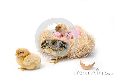 Just hatched chicken and Easter eggs isolated on white background. Stock Photo