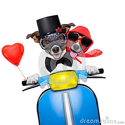 Just married dogs Stock Photo