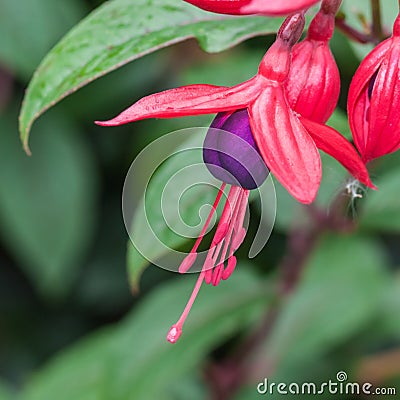 Just One Fuchsia Stock Photo