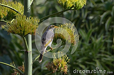 Yellow Throated Miner perched, ready to eat Stock Photo