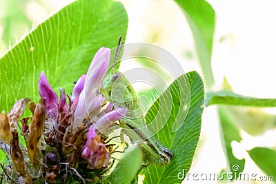 Just A Quick Snack #2 Stock Photo