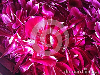 Just red pinky peony petals in abstrakt Stock Photo