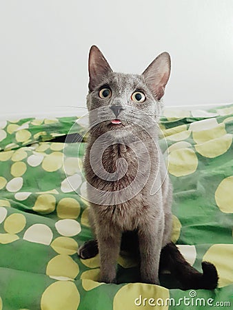 Juta the cat with tongue Stock Photo