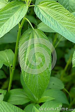 A green color jute leaves.it has come from Malvales famely Stock Photo