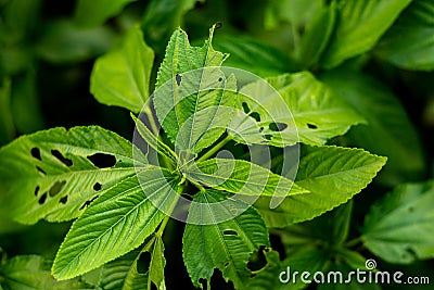The leaves of the green jute is a beautiful nature on the earth Stock Photo