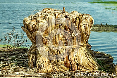 Jute is a natural vegetable bast fiber which Golden Fiber Stock Photo