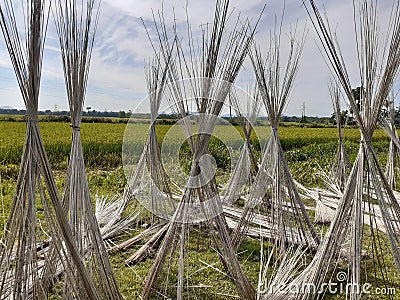 Jute stalks laid for sun drying. Jute cultivation in Assam, India. Stock Photo