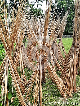 Jute stalks laid on the road for sun drying Stock Photo