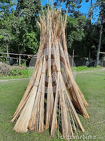 Jute stalks laid for sun drying. Jute cultivation in Assam, India Stock Photo