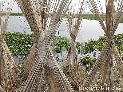 Jute stalks laid for sun drying. Jute cultivation in Assam, India. Stock Photo