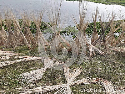 Jute stalks laid for sun drying. Jute cultivation in Assam, India. Stock Photo