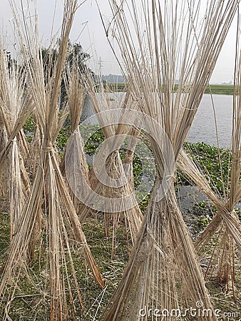 Jute stalks laid for sun drying. Jute cultivation in Assam, India. Stock Photo