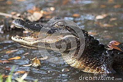 Juvenile Alligator with mouth open showing teeth
