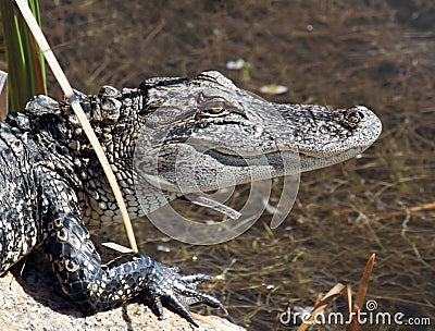 Juvenile Alligator Stock Photo