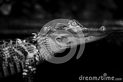 Juvenile American Alligator Stock Photo