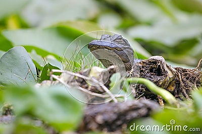 Juvenile American Alligator, Okefenokee Swamp National Wildlife Refuge Stock Photo