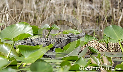 Juvenile American Alligator, Okefenokee Swamp National Wildlife Refuge Stock Photo