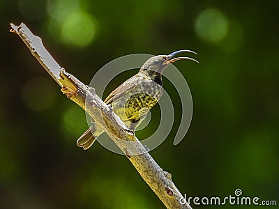 Immature amethyst sunbird perched on a stick Stock Photo