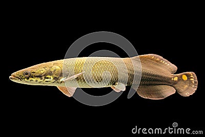 Juvenile Arapaima Gigas Stock Photo