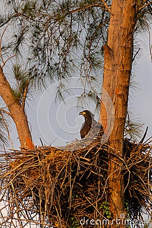 Juvenile Baby bald eaglet Haliaeetus leucocephalus in a nest Stock Photo