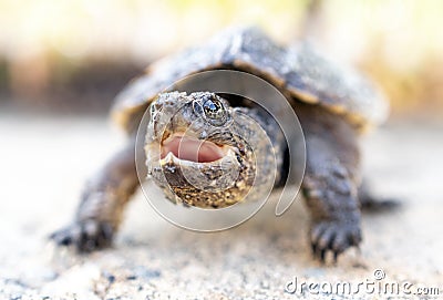 Juvenile baby Common Snapping Turtle, Georgia USA Stock Photo