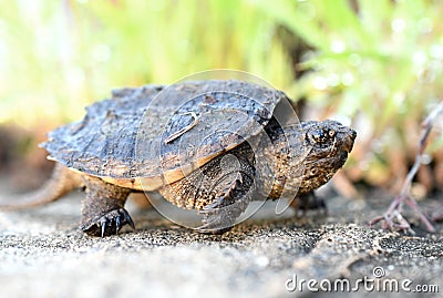 Juvenile baby Common Snapping Turtle, Georgia USA Stock Photo