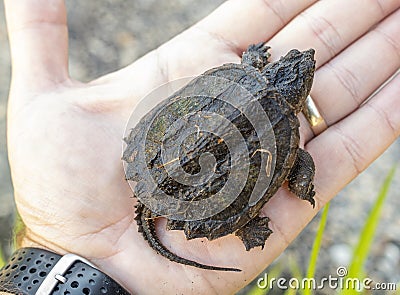 Juvenile baby Common Snapping Turtle in palm of hand, Georgia USA Stock Photo