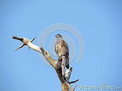 Juvenile Bald Eagle Stock Photo