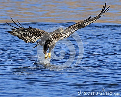 A Juvenile Bald Eagle Captures a Fish Stock Photo