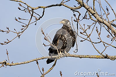 Juvenile bald eagle Stock Photo