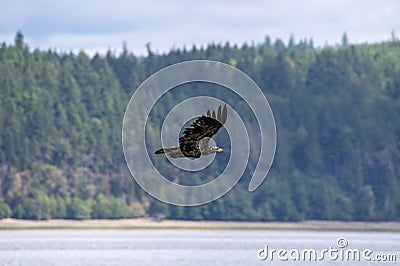 Juvenile bald eagle flying low over a water inlet Stock Photo