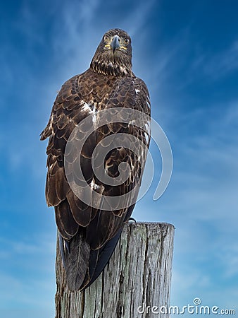 Juvenile Bald Eagle Looking at Camera Stock Photo