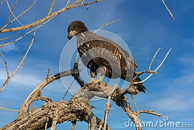 Juvenile Bald Eagle searching for food Stock Photo