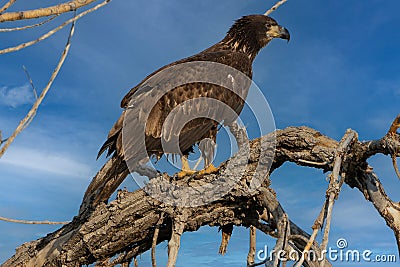 Juvenile Bald Eagle searching for food Stock Photo