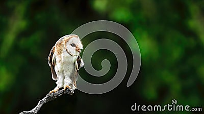 A Juvenile Barn-Owl ( Tytonidae ) Stock Photo