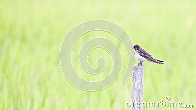 Juvenile Barn Swallow. Stock Photo