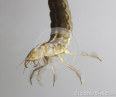 Juvenile beetle larva or nymph Stock Photo