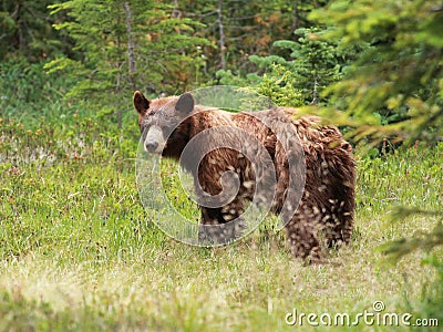 Juvenile Black Bear - Ursus americanus Stock Photo