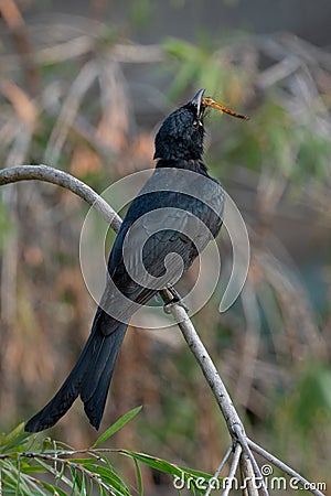 Juvenile Black Drongo feeding on a tree Stock Photo