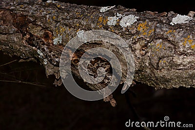 Juvenile black rat snake in tree Stock Photo