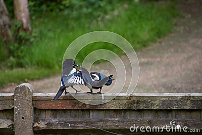 Young magpie being fed by parent on a fence Stock Photo
