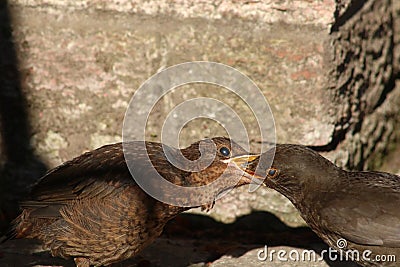 Juvenile blackbird, turdus merula, being fed Stock Photo