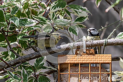 Juvenile bluetit squarking and demanding food from an adult bird Stock Photo