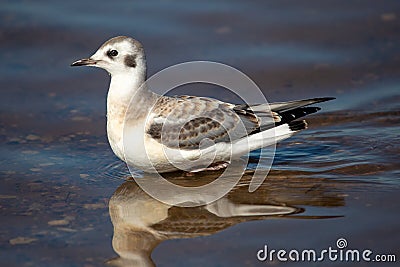 Juvenile Bonaparte`s Gull Larus philadelphia standing in Shawano Lake in Wisconsin Stock Photo