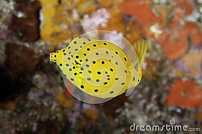 Juvenile Boxfish Stock Photo