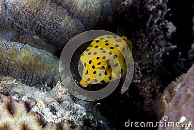 Juvenile boxfish Stock Photo