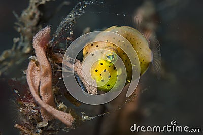 Juvenile Boxfish Ostracion cubicus Stock Photo