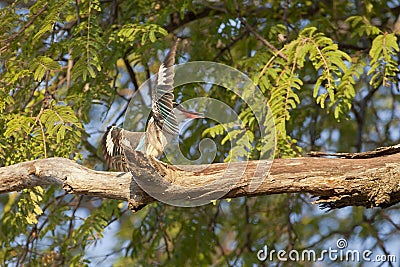 Juvenile Brown Hooded Kingfisher Stock Photo